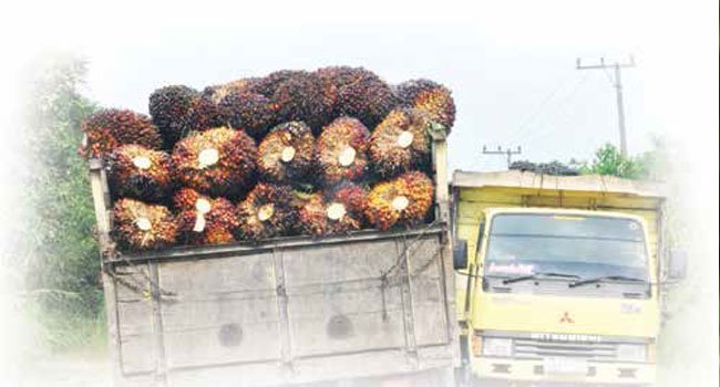 HARGA TBS HANCUR, KETIKA NILAI RUPIAH MELUNCUR