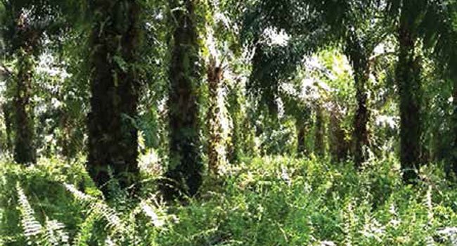 INFO AGRONOMI - GROUND COVER MANAGEMENT