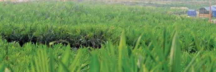 INVESTASI PERKEBUNAN MASIH BERLANJUT