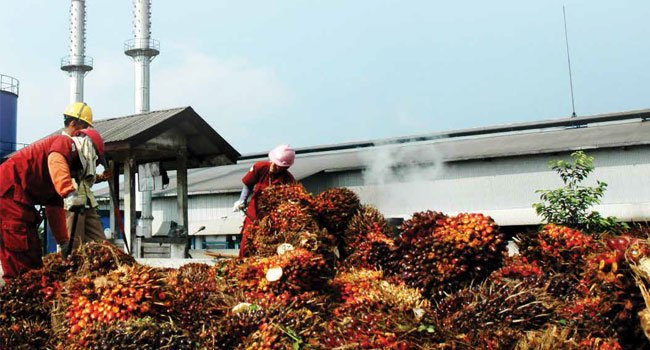 KENAPA HARGA TBS TURUN?