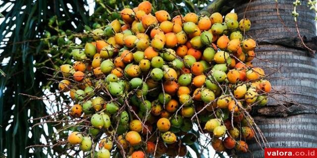 Petani Sawit Pessel Mulai Tanam Pinang