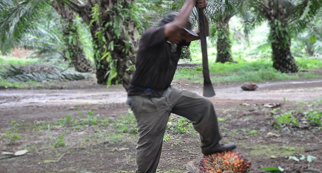 Waduh Pupuk Subsidi Langka, Petani Sawit Bingung