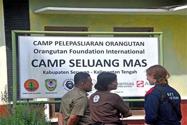 Camp Seluang Mas, Mimpi Orangutan Dan Peran Produsen Kelapa Sawit