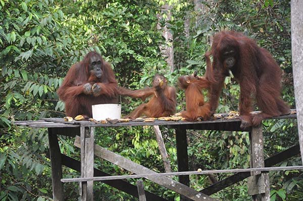 Sawit Kembalikan Orangutan Ke Hutan