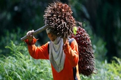 Stop Kriminalisasi Petani Sawit