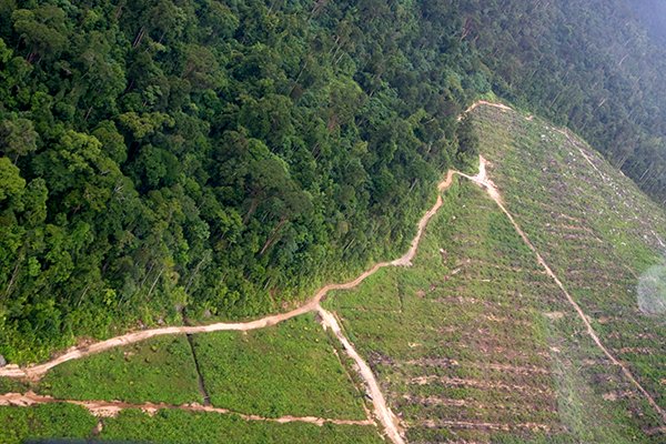 Suksesnya Program Peremajaan Tergantung Petani
