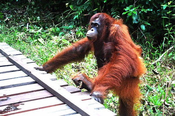 Akhirnya Taymur, Bayi orangutan Kembali Ke Kalimantan