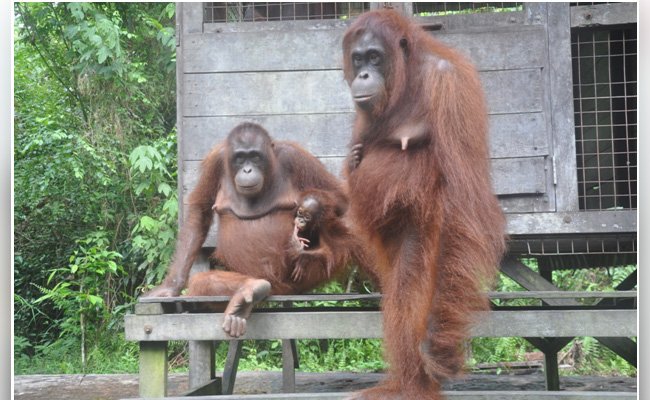 GAR Telah Merehabilitasi 100 Orangutan