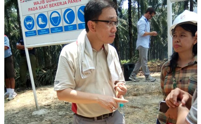 Perkebunan Sinar Mas 5 Targetkan Replanting Rampung di 2027