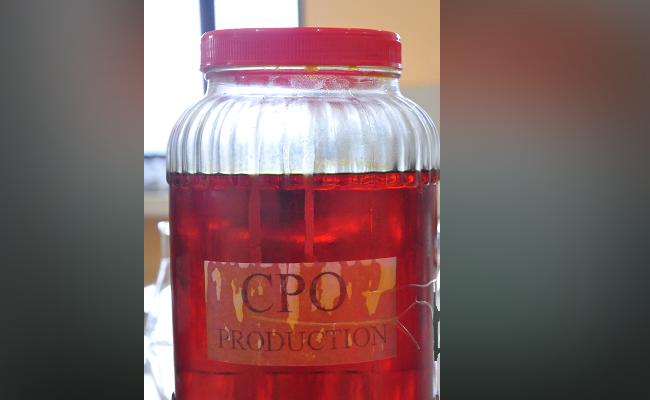 Stok Melimpah, Harga CPO Melorot
