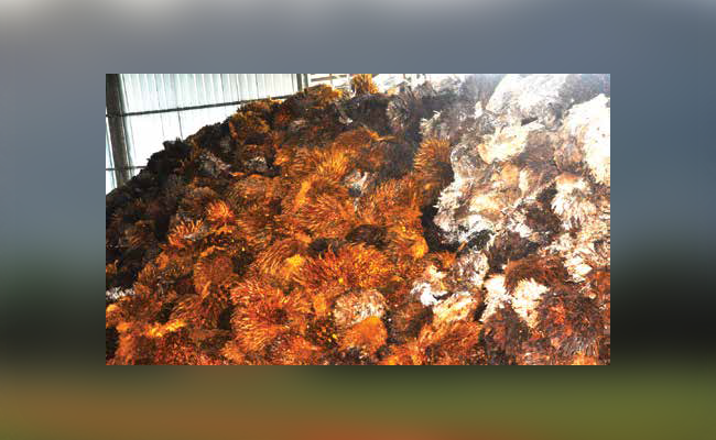 BIOMASSA SAWIT HASILKAN BIOENERGI