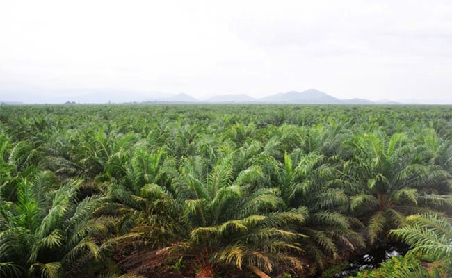 Kebun Petani Sawit Swadaya Butuh Dukungan dari Pemerintah
