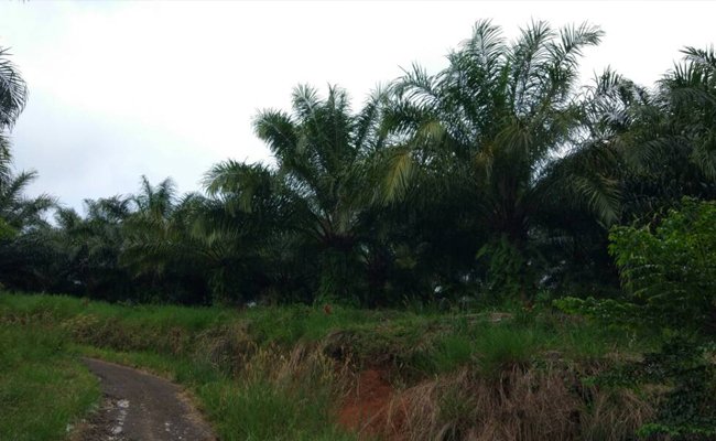 Moratorium Sawit Harus Jadi Solusi Bagi 8 Masalah yang Dihadapi Petani