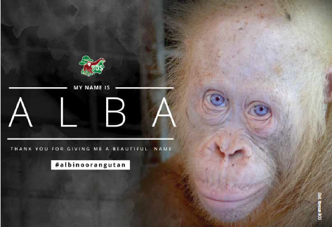 ORANGUTAN ALBA MASIH RENCANA KE HUTAN, 4 ORANGUTAN, LEBIH DAHULU KEMBALI KE HUTAN ALAM LIAR