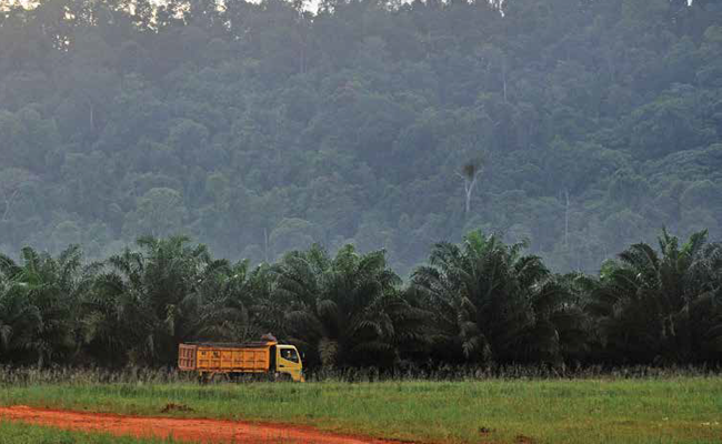 SAWIT MEREDAM DEFORESTASI HUTAN