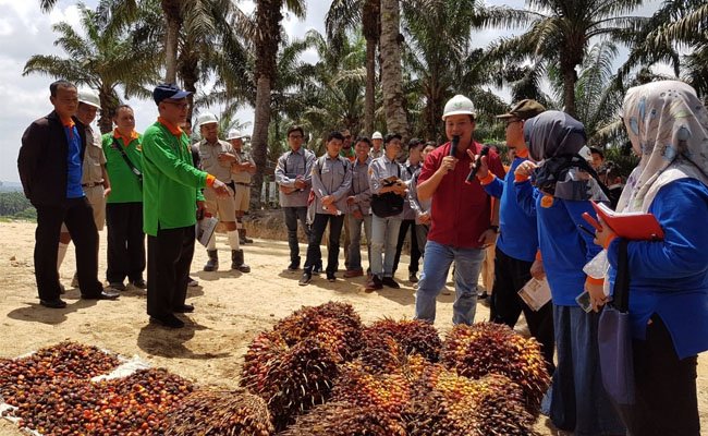 Dekan Fakultas Pertanian PTN Se-Indonesia Lihat Langsung Praktik Sawit Berkelanjutan