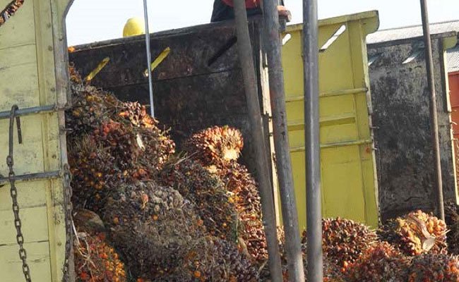 Harga TBS Sawit Jambi Periode 20-26 September 2019 Turun Rp 54,98/Kg