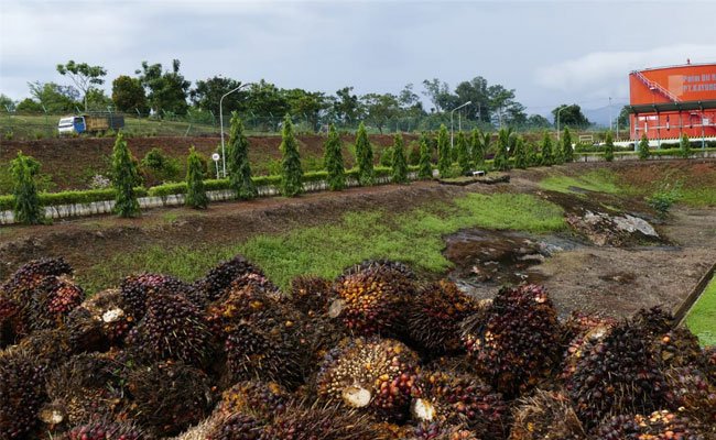 Harga TBS Sawit Kalbar Periode I-September 2019 Naik 103,27/Kg
