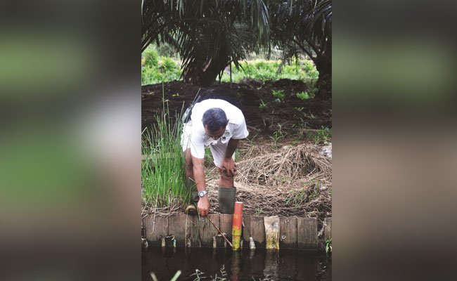 Prosedur Praktik Sawit Berkelanjutan Di Lahan Gambut