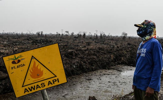 Sejumlah Lahan Perusahaan Kelapa Sawit dan Bubur Kertas Diduga Terbakar, Greenpeace Dorong Terapkan Sanksi