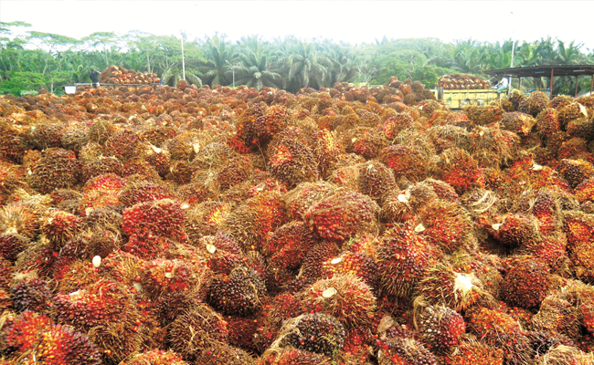 Harga TBS Sawit Riau Periode 30 Sept – 6 Okt 2020 Turun Rp 50,01/Kg