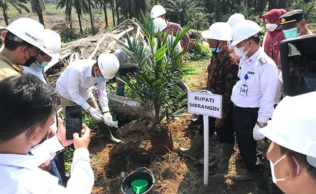 487 Petani Sawit Swadaya di Jambi mitra PT KDA Lakukan Peremajaan Sawit
