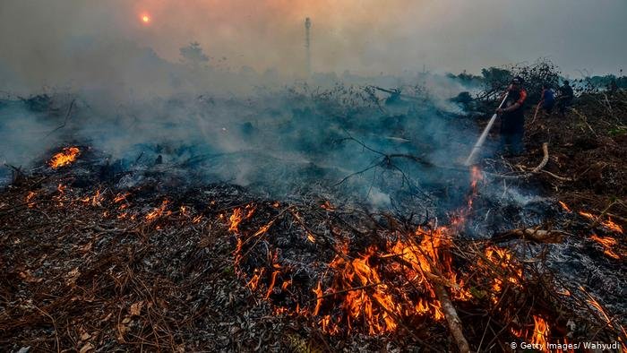 Alasan Kebakaran dan Deforestasi, Sawit Watch Desak Jokowi Lanjutkan Moratorium