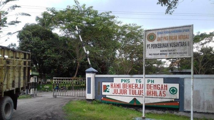 Di Lahan Terjal dan Miring, PTPN II Bikin Sistem Terasan di Kebun Sawit Seberang
