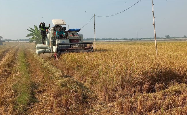Diuntungkan, Petani: Kami Ingin Terus Jadi Mitra Wilmar