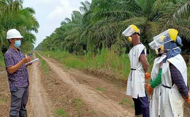 Hanuraba Sawit Kencana Peroleh Sertifikat Sawit Berkelanjutan ISPO