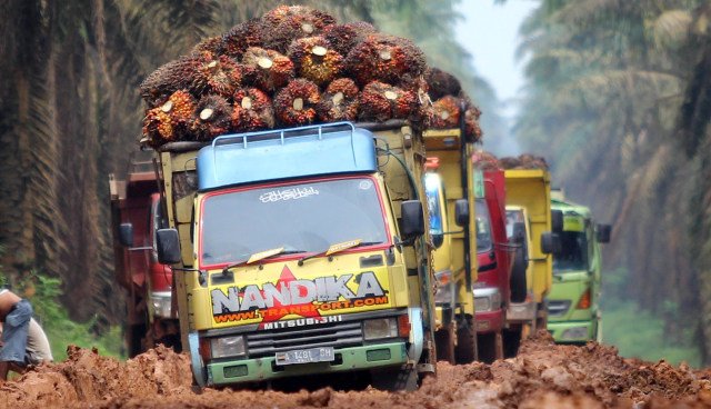 Harga CPO Meroket, Enam Juragan Sawit Ini Makin Tajir Melintir