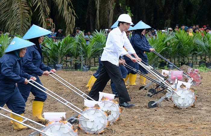 Jokowi Jangan Sampai Salah Pilih Soal Moratorium Sawit, Taruhannya Luar Biasa
