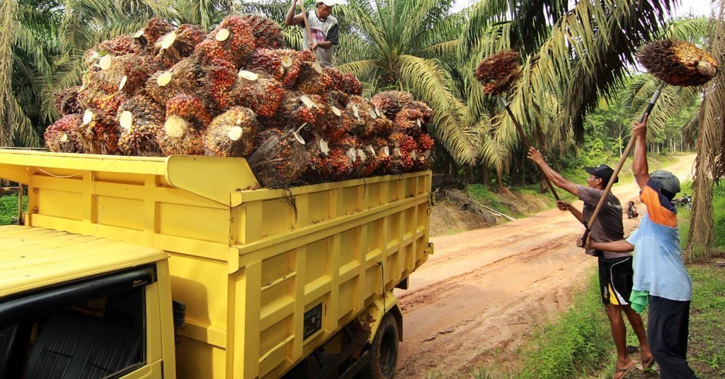 Karena Topaz dari Asian Agri, KUD Maju Bersama Semakin Sejahtera