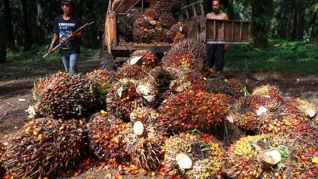 Masih Minim, Jokowi Centre Genjot Kemitraan Petani Sawit dengan Industri Biodiesel
