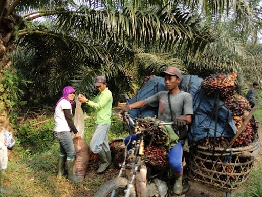 Mayoritas Berpendidikan Rendah, Pekerja Sawit Wajib Sejahtera
