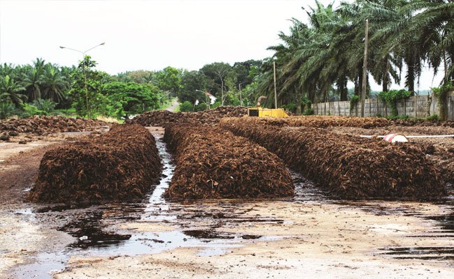 Memanfatkan Janjangan Kosong di Kebun Kelapa Sawit Sebagai Pupuk