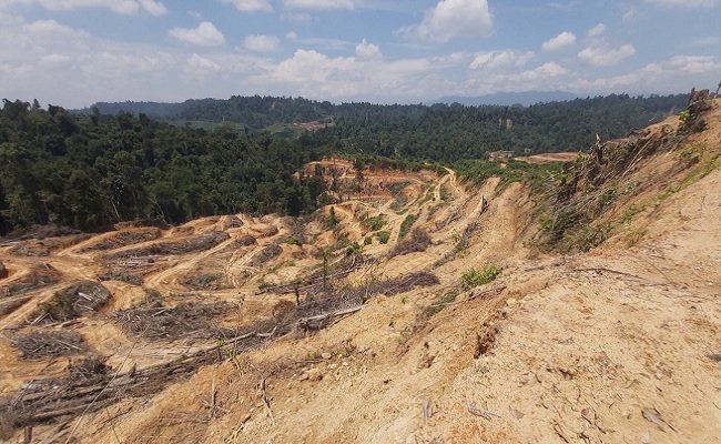 Perusahaan Sawit Milik Dedy Sartika Dianggap Langgar Kebijakan Moratorium Sawit