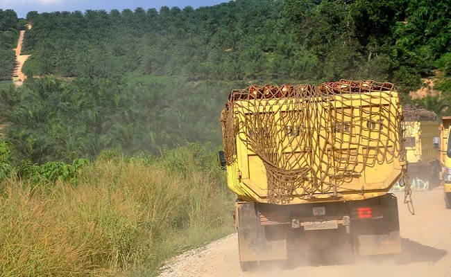 Produkivitas Sawit Belum Maksimal, Sebab Itu Moratorium Sawit Mesti Diperpanjang