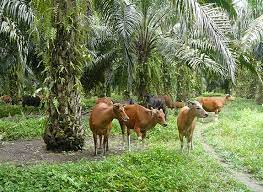 Pulau Malan Katingan Kembangkan Peternakan Sapi Kolaborasi dengan Kelapa Sawit