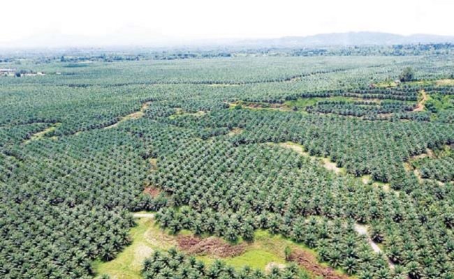 Tips Menjadi Manajer Kebun Sawit