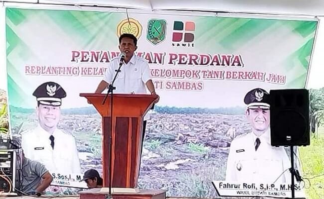 Poktan Berkah Jaya Remajakan Kebun Sawit Didukung Dana Hibah BPDKS Rp 20,6 Milyar